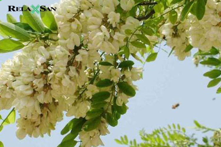 Hoa hòe được coi là cây thuốc nam chống suy giãn tĩnh mạch hiệu quả nhất