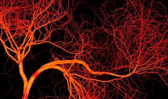 Hoạt động của mạch máu ảnh hưởng đến tĩnh mạch như thế nào?